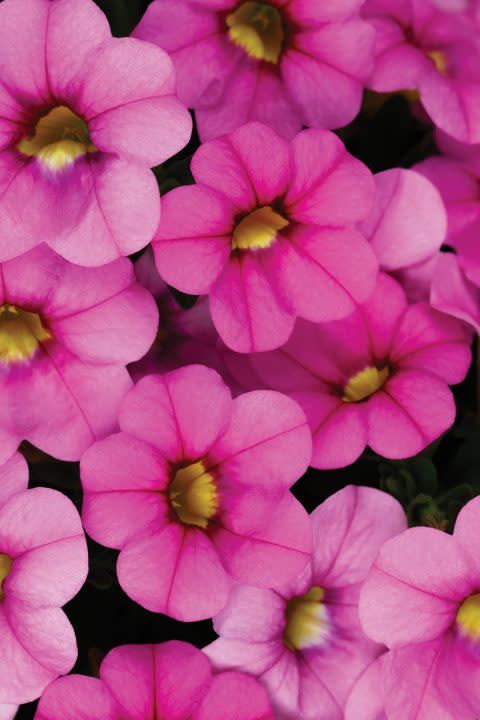 Million Bells 'Calitastic Ballerina' 1 gal