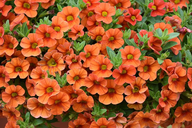 Million Bells 'Aloha Kona Hot Orange' 1 gal
