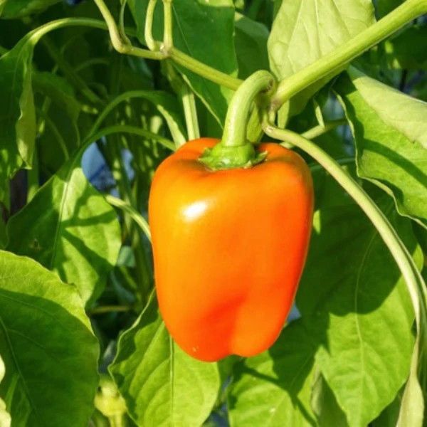 Peppers - 4" Sweet Orange Blaze