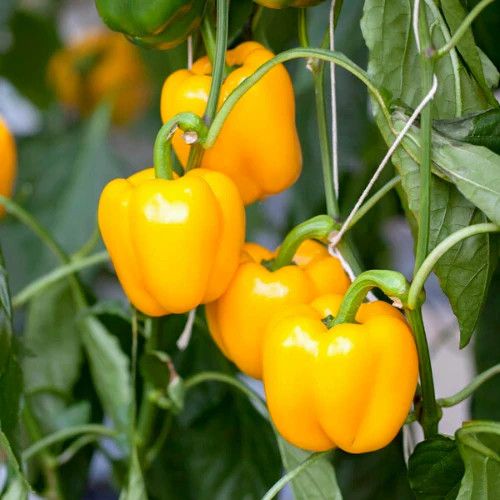 Peppers - 4&quot; Sweet Yellow