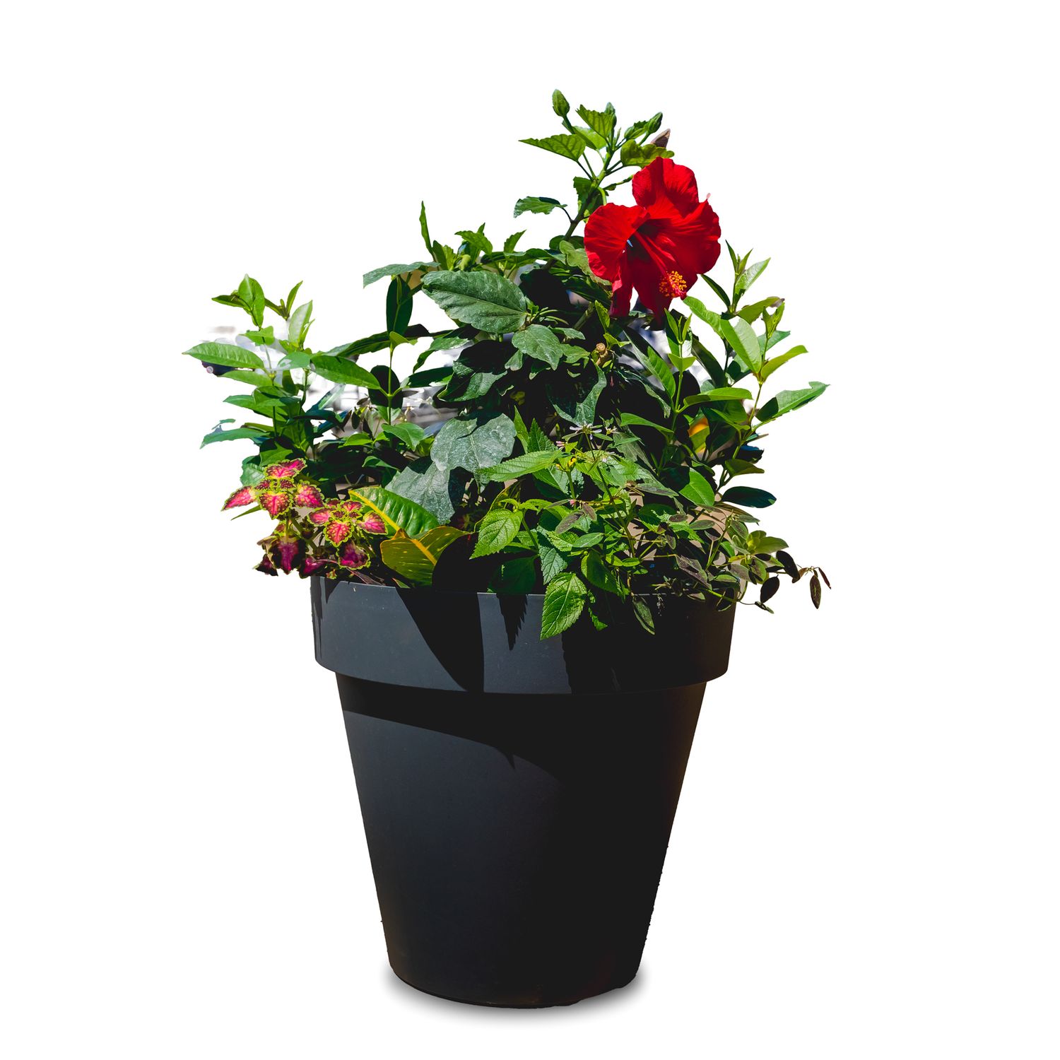 15&quot; Tropical Planter Assorted