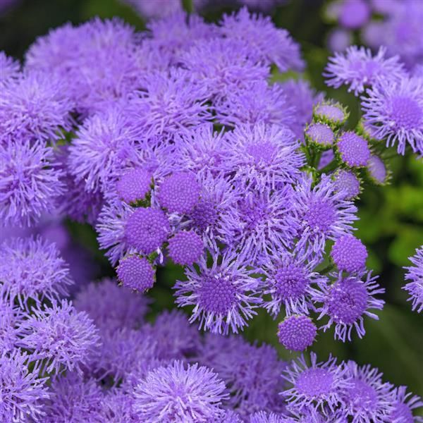 Ageratum &#39;Monarch Magic&#39; 4&quot;