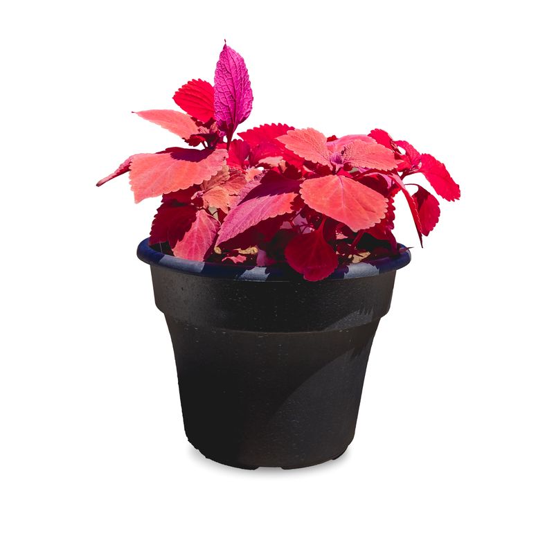 10" Patio Pot Coleus 'Red Head'