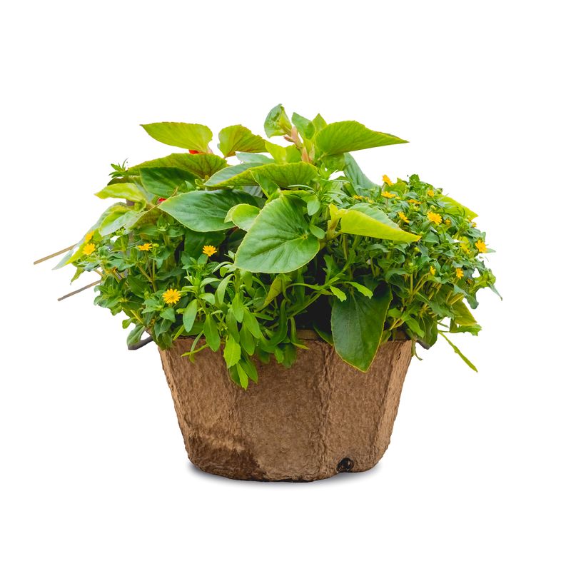 15" Fibre Hexagon Assorted Planter