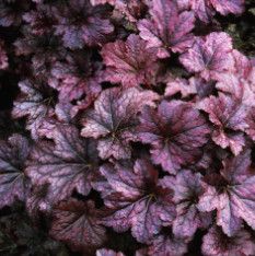 Coral Bells &#39;Heuchera Palace Purple&#39; 4&quot;