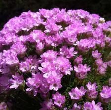 Thrift &#39;Juniperifolia&#39; 4&quot;