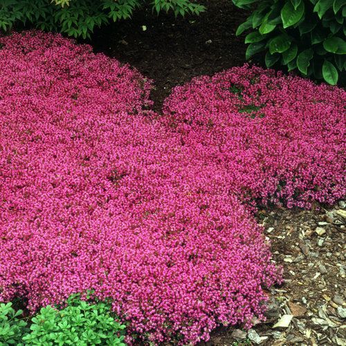 Creeping Thyme 'Red' 4"
