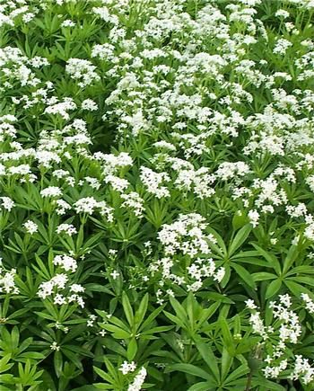 Galium &#39;Sweet Woodruff&#39; 4&quot;