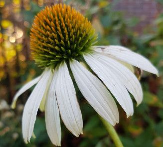 Cone Flower &#39;Echinacea White Swan&#39; 4&quot;