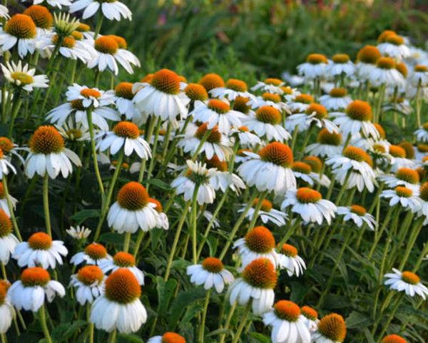 Cone Flower &#39;Echinacea Powwow White&#39; 4&quot;