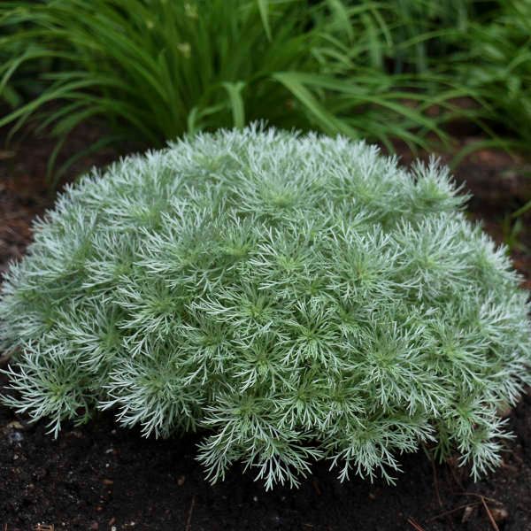 Artemisia &#39;Silver Mound&#39; 4&quot;