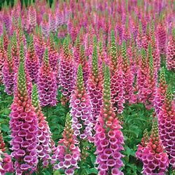 Foxglove &#39;Digitalis Candy Mountain&#39; 4&quot;