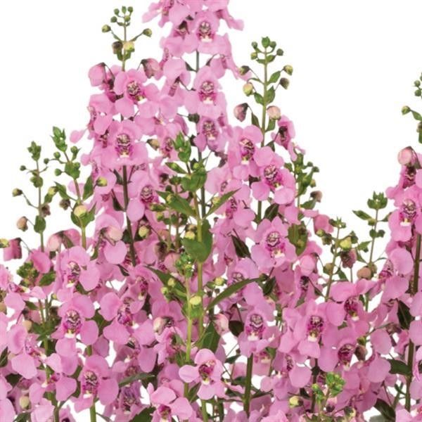 Angelonia &quot;Bicolour Pink&quot; 4&#39;