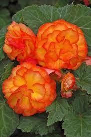 Begonia Non-Stop - 4&quot;
