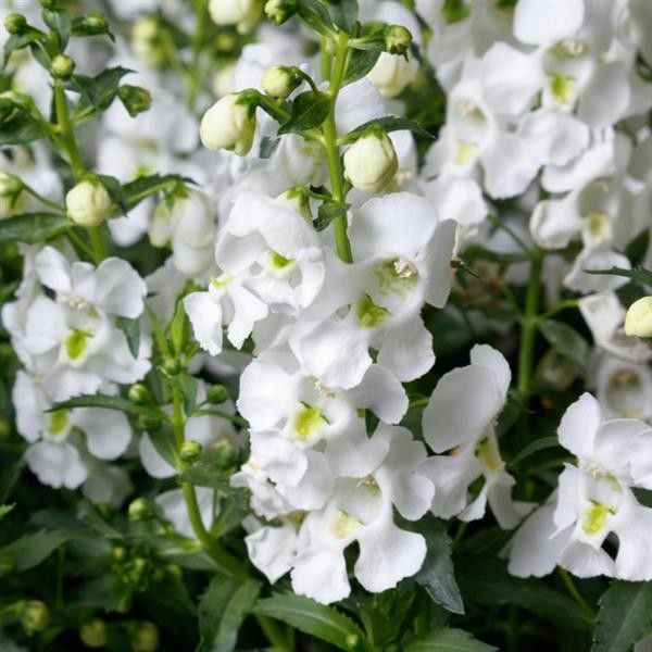 Angelonia &#39;White&#39; - 4&#39;
