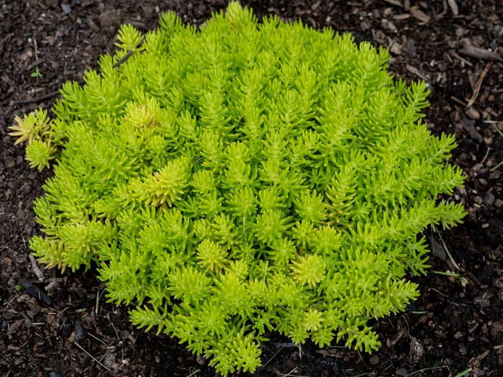 Sedum &#39;Lemon Ball&#39; 4&quot;