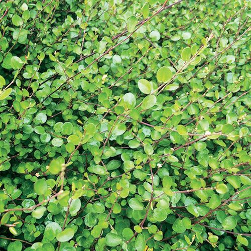 7" HB Creeping Wire Vine