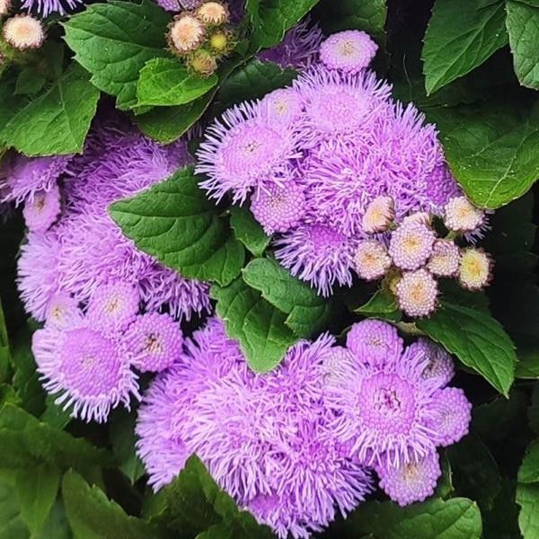 Ageratum &#39;Kona Blue&#39; 3 cell pack