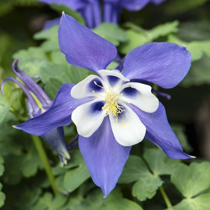 Columbine &#39;Aquilegia Early Bird Blue/White&#39; - 4&quot;