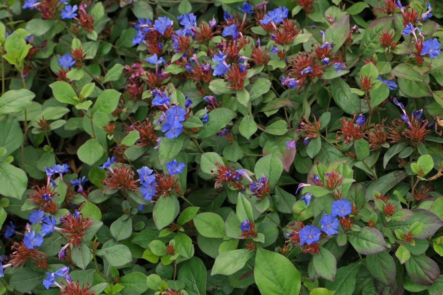 Ceratostimga &#39;Dwarf Plumbago&#39; 4&quot;