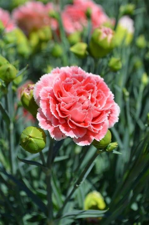 Dianthus &#39;coral reef&#39; - 4&quot;