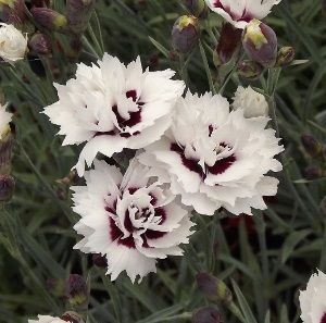Dianthus &#39;Silver Star&#39; 4&quot;