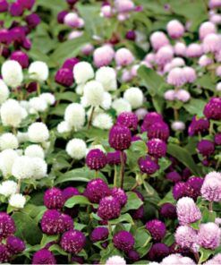 Gomphrena &#39;Tall Las Vegas Mix&#39; Amaranth 2 cell pack