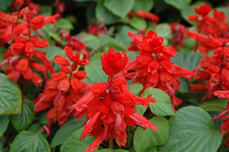 Salvia &#39;Hot Red Sally&#39; 3 cell pack