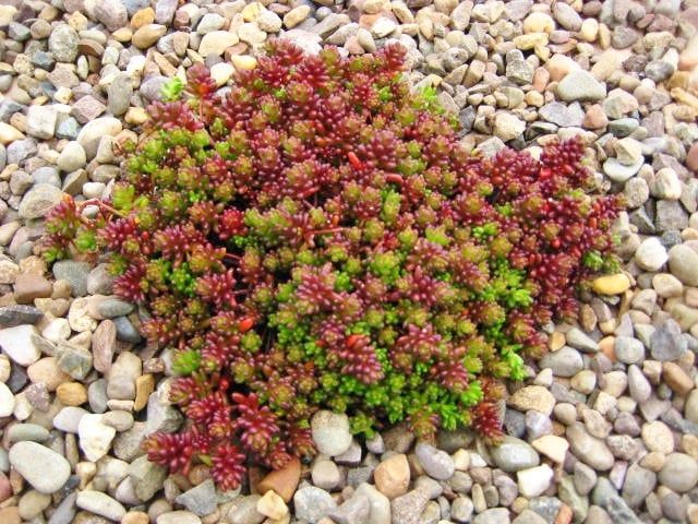 Stonecrop - Sedum &#39;Coral Carpet&#39; 4&quot;