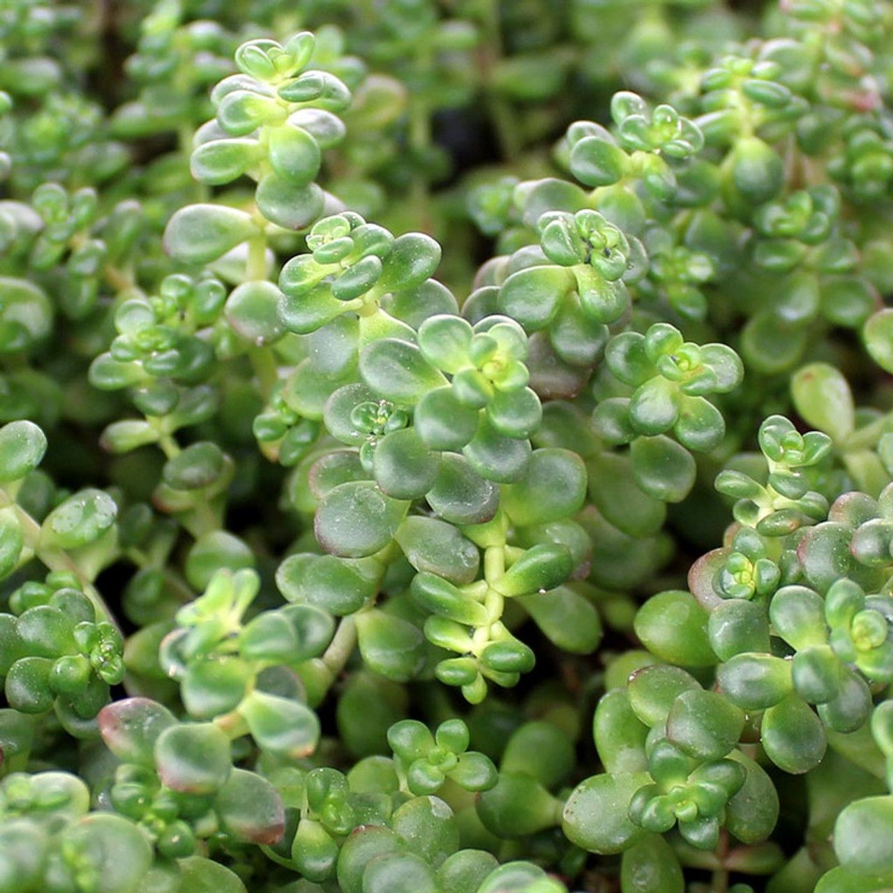 Stonecrop - Sedum &#39;Divergens&#39; 4&quot;