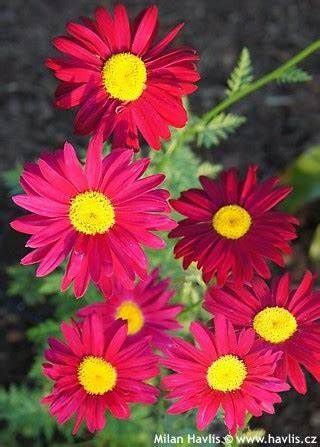 Painted Daisy &#39;Robinson&#39;s Red Crimson&#39; 4&quot;