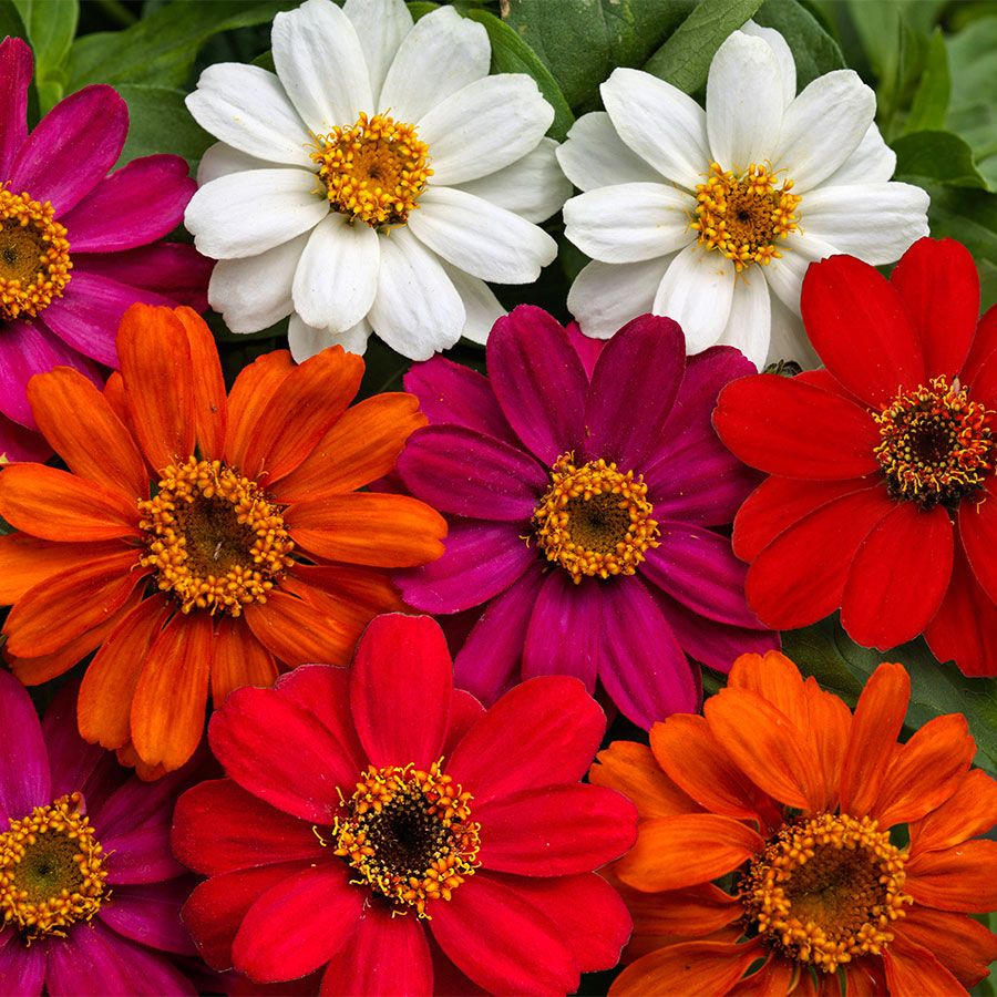 Zinnia Profusion Mix 2 cell pack