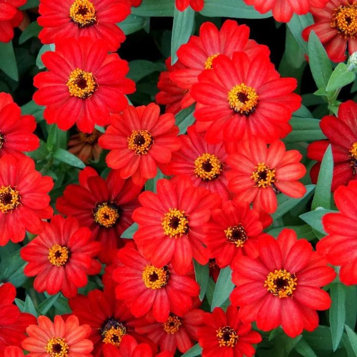 Zinnia Profusion Red 2 cell pack