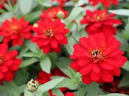 Zinnia Profusion Double Red 2 cell pack