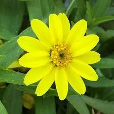 Zinnia Profusion Lemon 2 cell pack
