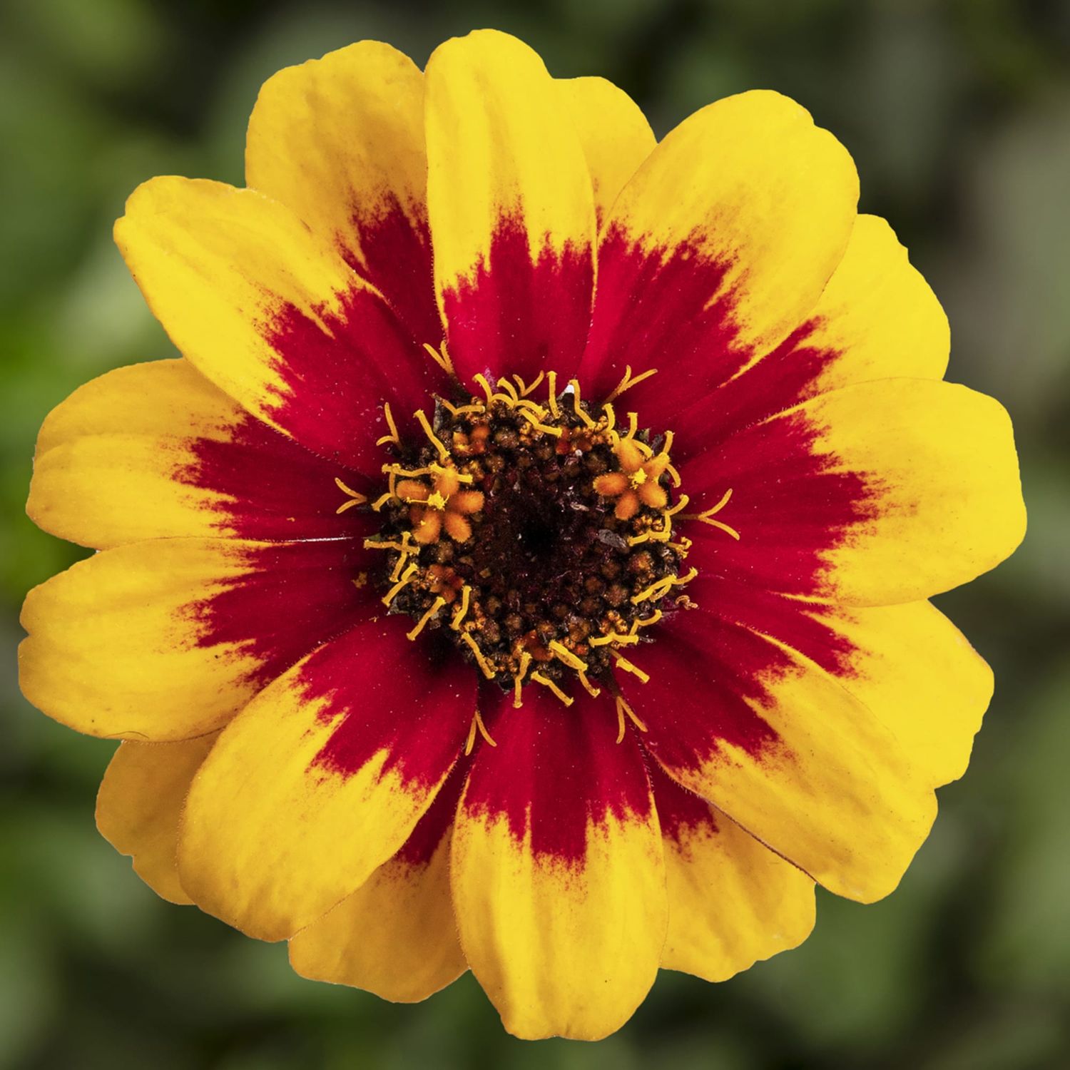 Zinnia Profusion Yellow Red Bicolour 2 cell pack
