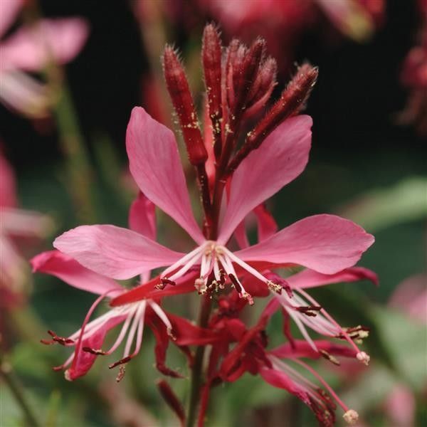 Gaura &#39;Ballerina Rose&#39; 4&#39;
