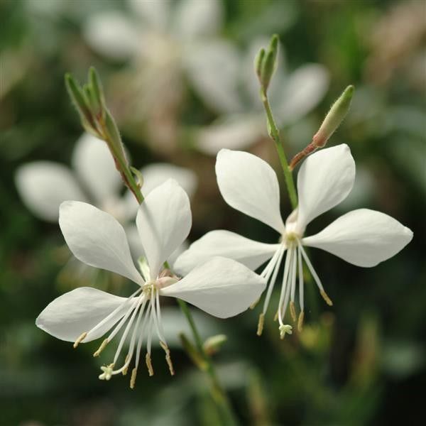 Gaura 'Ballerina White' 4'