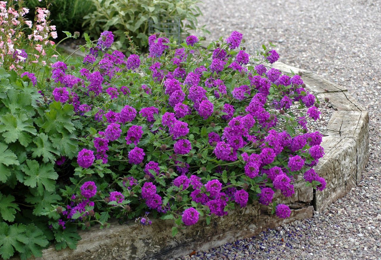 Verbena &#39;Homestead Purple&#39; 4&quot;
