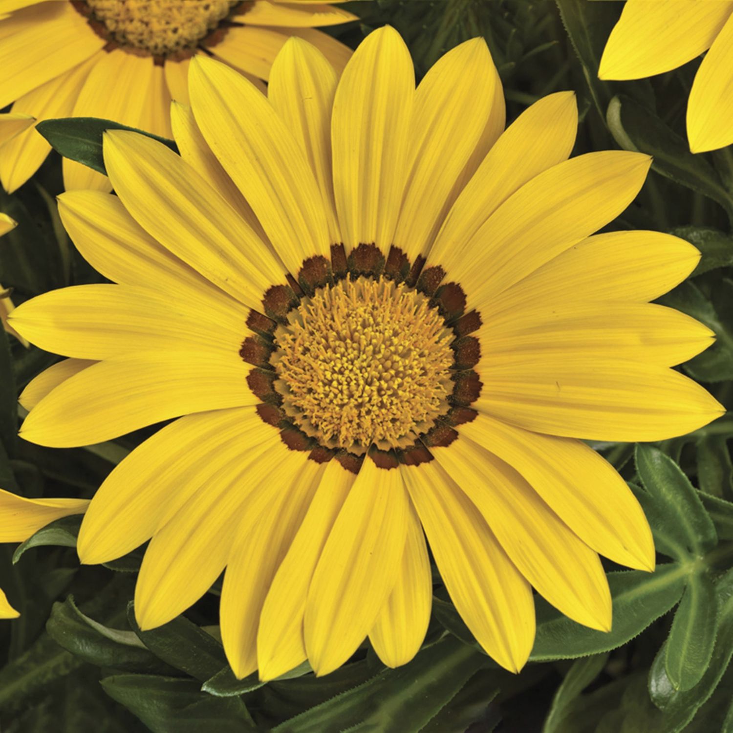 Gazania &#39;Big Kiss Yellow Flame&#39; 4&quot;