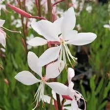 Gaura &#39;Whirling Butterflies&#39; 1 qt