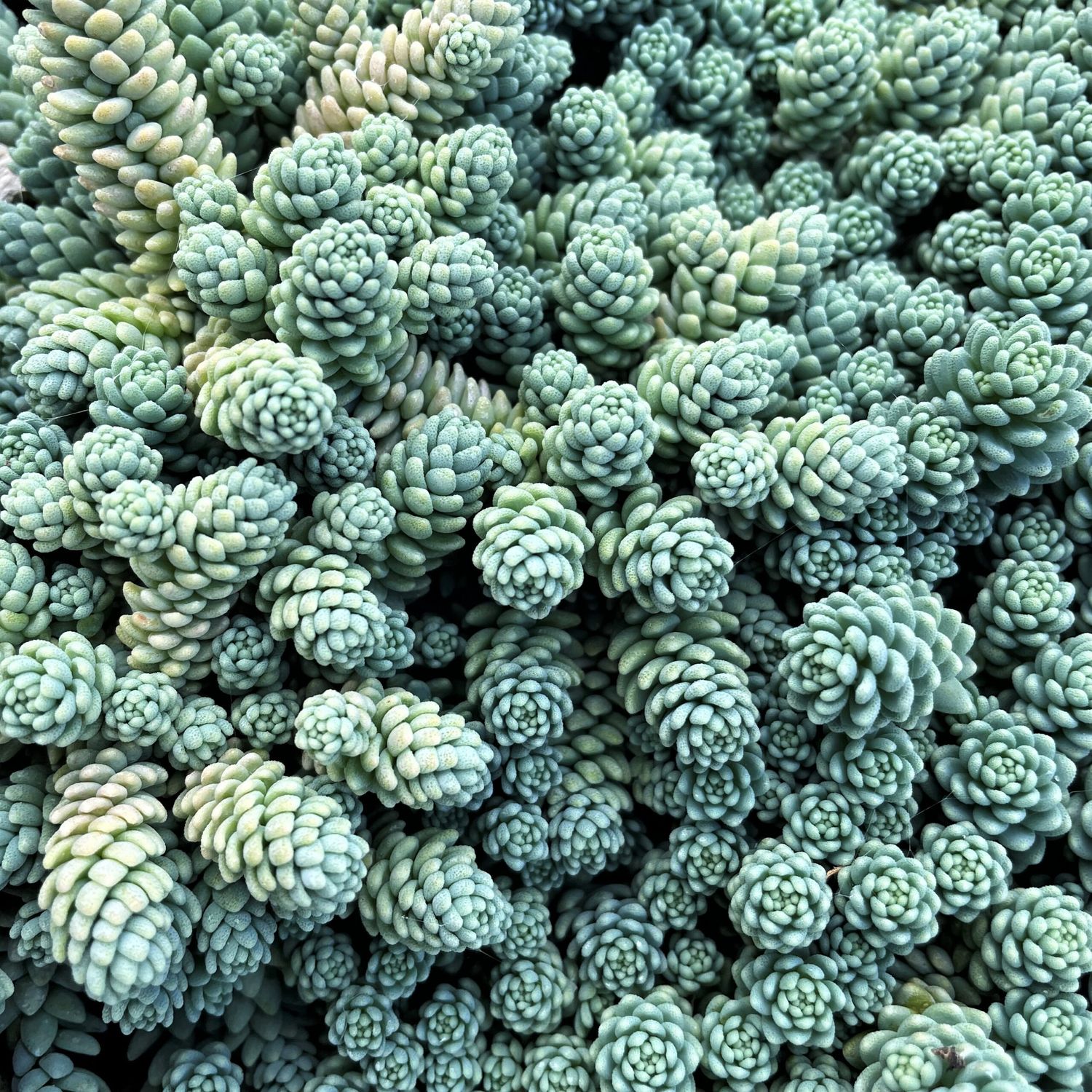 Stonecrop - Sedum &#39;Major&#39; 1 qt