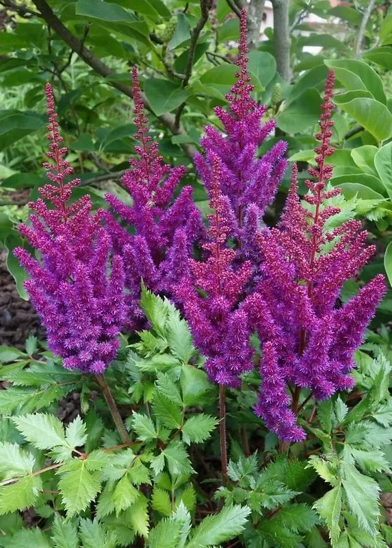 Astilbe &#39;Black Pearl&#39; 2 gal