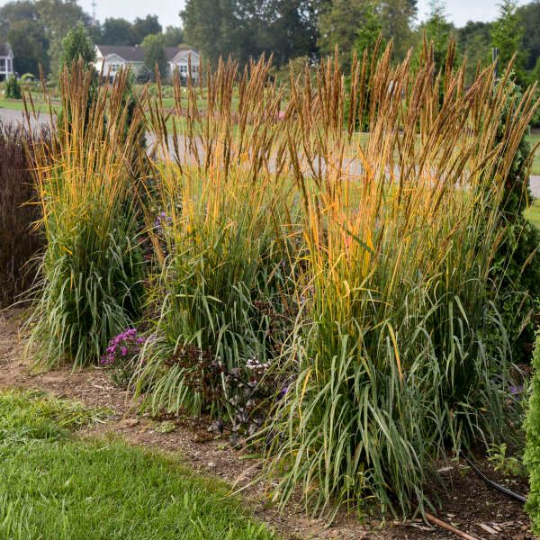 Sorghastrum n. Golden Sunset Yellow Prairie Grass