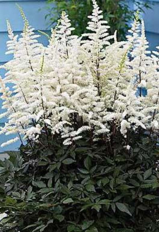 Astilbe &#39;Cappuccino&#39; 2 gal