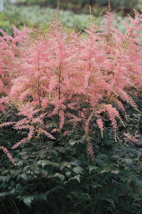 Astilbe &#39;Hennie Graafland&#39;