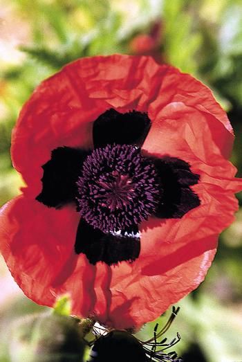 Poppy &#39;Brilliant&#39; 4&quot;