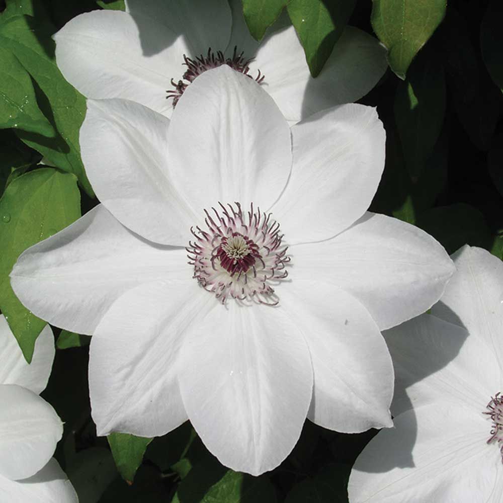 Clematis Combo &#39;Henryi &amp; Vicki&#39; 2 gal
