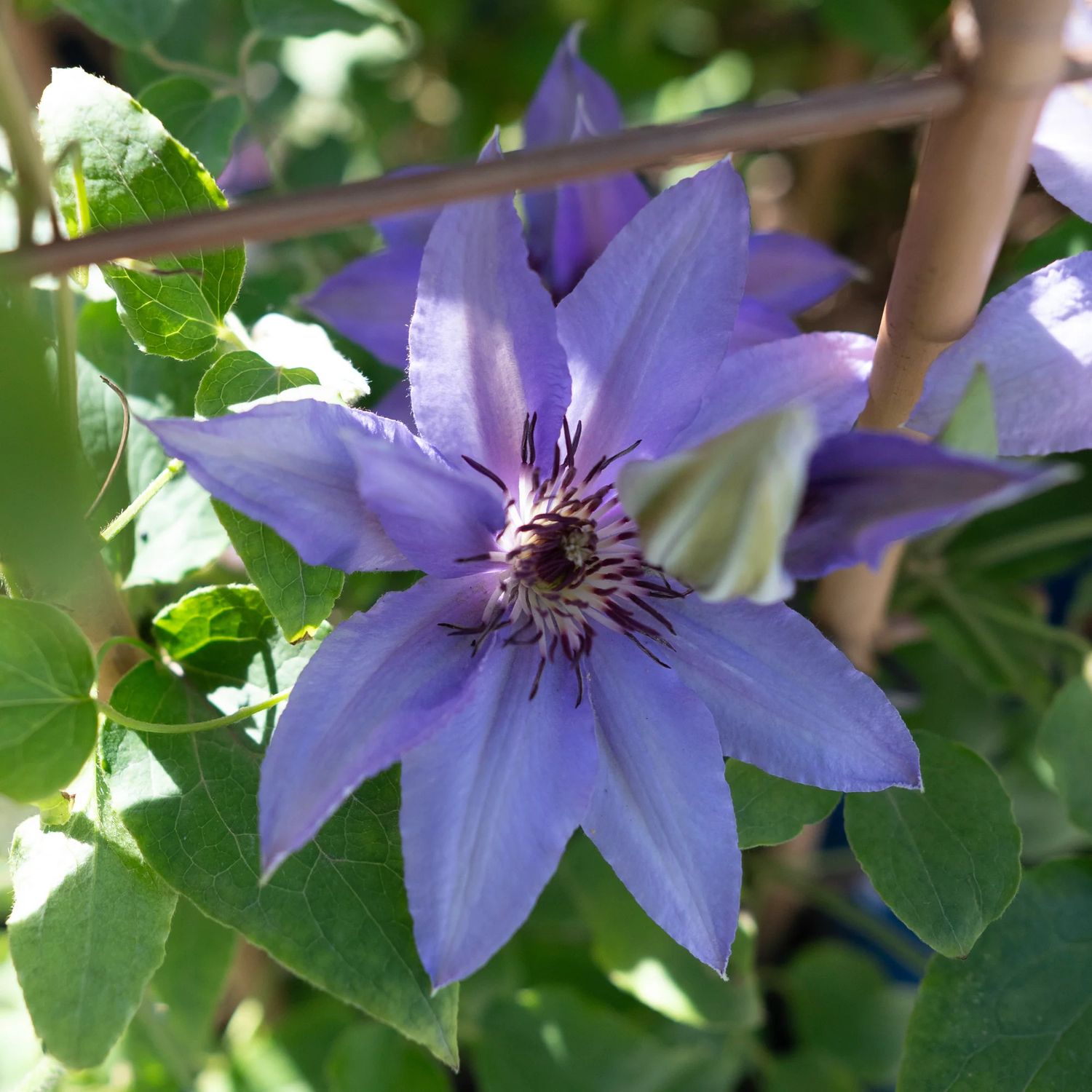Clematis &#39;Parisienne&#39; 1 gal