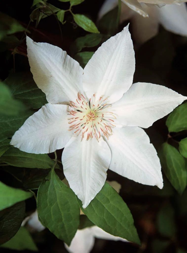Clematis &#39;Hyde Hall&#39; 1 gal